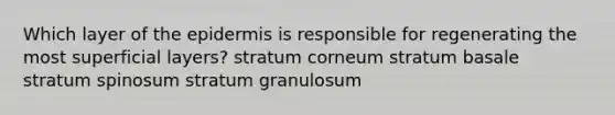 Which layer of the epidermis is responsible for regenerating the most superficial layers? stratum corneum stratum basale stratum spinosum stratum granulosum