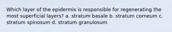 Which layer of the epidermis is responsible for regenerating the most superficial layers? a. stratum basale b. stratum corneum c. stratum spinosum d. stratum granulosum