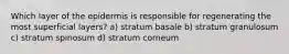 Which layer of the epidermis is responsible for regenerating the most superficial layers? a) stratum basale b) stratum granulosum c) stratum spinosum d) stratum corneum