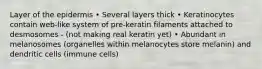 Layer of the epidermis • Several layers thick • Keratinocytes contain web-like system of pre-keratin filaments attached to desmosomes - (not making real keratin yet) • Abundant in melanosomes (organelles within melanocytes store melanin) and dendritic cells (immune cells)