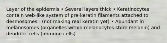 Layer of the epidermis • Several layers thick • Keratinocytes contain web-like system of pre-keratin filaments attached to desmosomes - (not making real keratin yet) • Abundant in melanosomes (organelles within melanocytes store melanin) and dendritic cells (immune cells)