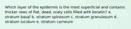 Which layer of the epidermis is the most superficial and contains thicker rows of flat, dead, scaly cells filled with keratin? a. stratum basal b. stratum spinosum c. stratum granulosum d. stratum lucidum e. stratum corneum