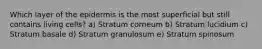 Which layer of the epidermis is the most superficial but still contains living cells? a) Stratum corneum b) Stratum lucidium c) Stratum basale d) Stratum granulosum e) Stratum spinosum