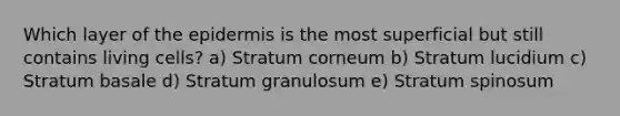 Which layer of the epidermis is the most superficial but still contains living cells? a) Stratum corneum b) Stratum lucidium c) Stratum basale d) Stratum granulosum e) Stratum spinosum