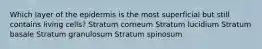 Which layer of the epidermis is the most superficial but still contains living cells? Stratum corneum Stratum lucidium Stratum basale Stratum granulosum Stratum spinosum