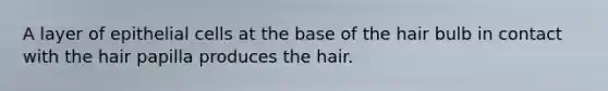 A layer of epithelial cells at the base of the hair bulb in contact with the hair papilla produces the hair.