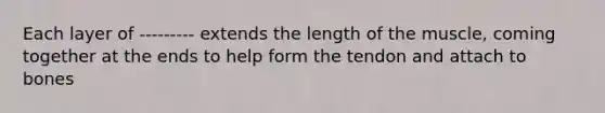 Each layer of --------- extends the length of the muscle, coming together at the ends to help form the tendon and attach to bones