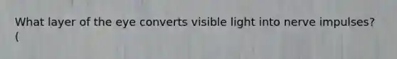 What layer of the eye converts visible light into nerve impulses? (