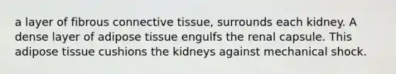 a layer of fibrous <a href='https://www.questionai.com/knowledge/kYDr0DHyc8-connective-tissue' class='anchor-knowledge'>connective tissue</a>, surrounds each kidney. A dense layer of adipose tissue engulfs the renal capsule. This adipose tissue cushions the kidneys against mechanical shock.