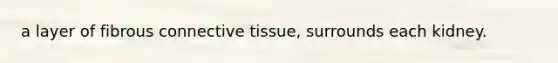 a layer of fibrous <a href='https://www.questionai.com/knowledge/kYDr0DHyc8-connective-tissue' class='anchor-knowledge'>connective tissue</a>, surrounds each kidney.