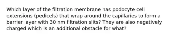 Which layer of the filtration membrane has podocyte cell extensions (pedicels) that wrap around the capillaries to form a barrier layer with 30 nm filtration slits? They are also negatively charged which is an additional obstacle for what?