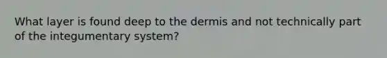 What layer is found deep to the dermis and not technically part of the integumentary system?