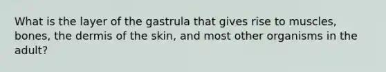 What is the layer of the gastrula that gives rise to muscles, bones, the dermis of the skin, and most other organisms in the adult?