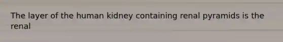 The layer of the human kidney containing renal pyramids is the renal
