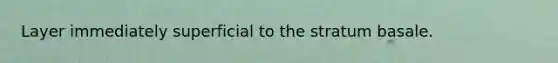 Layer immediately superficial to the stratum basale.