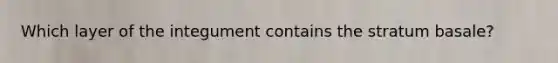 Which layer of the integument contains the stratum basale?