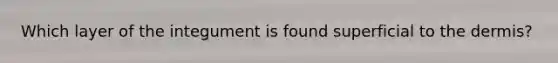 Which layer of the integument is found superficial to <a href='https://www.questionai.com/knowledge/kEsXbG6AwS-the-dermis' class='anchor-knowledge'>the dermis</a>?