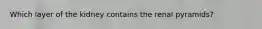 Which layer of the kidney contains the renal pyramids?