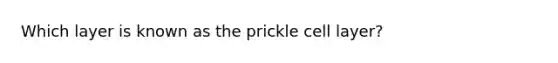 Which layer is known as the prickle cell layer?