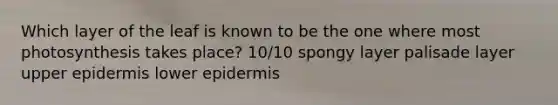 Which layer of the leaf is known to be the one where most photosynthesis takes place? 10/10 spongy layer palisade layer upper epidermis lower epidermis