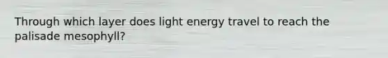 Through which layer does light energy travel to reach the palisade mesophyll?