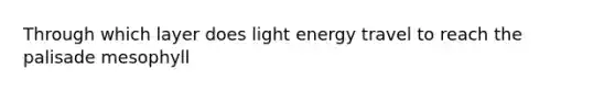 Through which layer does light energy travel to reach the palisade mesophyll