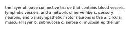 the layer of loose connective tissue that contains blood vessels, lymphatic vessels, and a network of nerve fibers, sensory neurons, and parasympathetic motor neurons is the a. circular muscular layer b. submucosa c. serosa d. mucosal epithelium