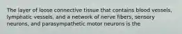 The layer of loose connective tissue that contains blood vessels, lymphatic vessels, and a network of nerve fibers, sensory neurons, and parasympathetic motor neurons is the