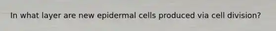 In what layer are new epidermal cells produced via cell division?