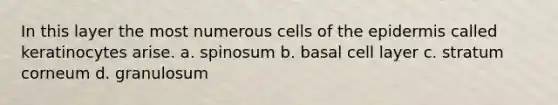 In this layer the most numerous cells of <a href='https://www.questionai.com/knowledge/kBFgQMpq6s-the-epidermis' class='anchor-knowledge'>the epidermis</a> called keratinocytes arise. a. spinosum b. basal cell layer c. stratum corneum d. granulosum