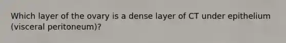 Which layer of the ovary is a dense layer of CT under epithelium (visceral peritoneum)?