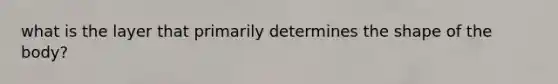 what is the layer that primarily determines the shape of the body?