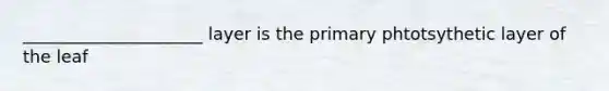 _____________________ layer is the primary phtotsythetic layer of the leaf