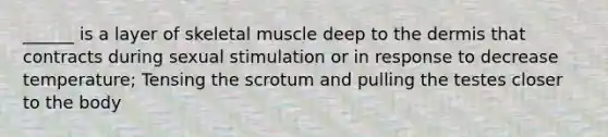 ______ is a layer of skeletal muscle deep to the dermis that contracts during sexual stimulation or in response to decrease temperature; Tensing the scrotum and pulling the testes closer to the body