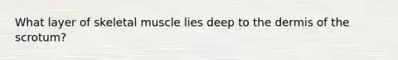 What layer of skeletal muscle lies deep to the dermis of the scrotum?