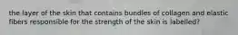 the layer of the skin that contains bundles of collagen and elastic fibers responsible for the strength of the skin is labelled?