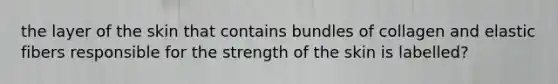 the layer of the skin that contains bundles of collagen and elastic fibers responsible for the strength of the skin is labelled?