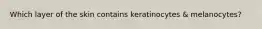 Which layer of the skin contains keratinocytes & melanocytes?