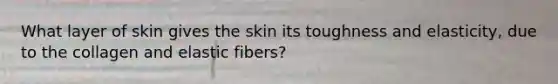 What layer of skin gives the skin its toughness and elasticity, due to the collagen and elastic fibers?