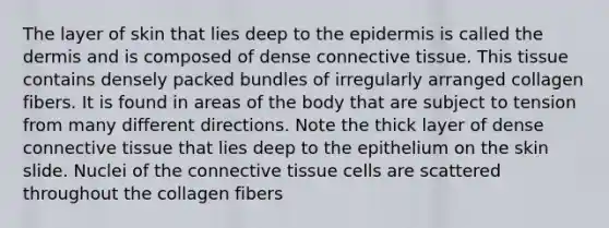 The layer of skin that lies deep to the epidermis is called the dermis and is composed of dense connective tissue. This tissue contains densely packed bundles of irregularly arranged collagen fibers. It is found in areas of the body that are subject to tension from many different directions. Note the thick layer of dense connective tissue that lies deep to the epithelium on the skin slide. Nuclei of the connective tissue cells are scattered throughout the collagen fibers