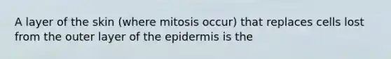 A layer of the skin (where mitosis occur) that replaces cells lost from the outer layer of <a href='https://www.questionai.com/knowledge/kBFgQMpq6s-the-epidermis' class='anchor-knowledge'>the epidermis</a> is the