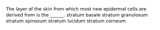 The layer of the skin from which most new epidermal cells are derived from is the ______. stratum basale stratum granulosum stratum spinosum stratum lucidum stratum corneum