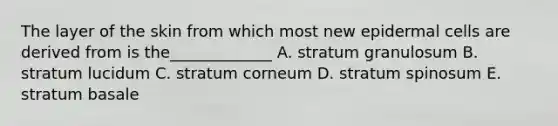 The layer of the skin from which most new epidermal cells are derived from is the_____________ A. stratum granulosum B. stratum lucidum C. stratum corneum D. stratum spinosum E. stratum basale