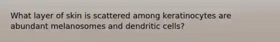 What layer of skin is scattered among keratinocytes are abundant melanosomes and dendritic cells?