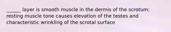 ______ layer is smooth muscle in the dermis of the scrotum; resting muscle tone causes elevation of the testes and characteristic wrinkling of the scrotal surface