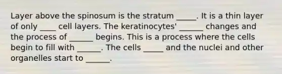 Layer above the spinosum is the stratum _____. It is a thin layer of only ____ cell layers. The keratinocytes' ______ changes and the process of ______ begins. This is a process where the cells begin to fill with ______. The cells _____ and the nuclei and other organelles start to ______.