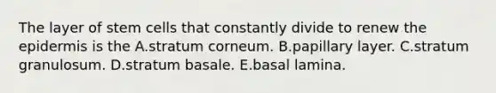 The layer of stem cells that constantly divide to renew the epidermis is the A.stratum corneum. B.papillary layer. C.stratum granulosum. D.stratum basale. E.basal lamina.