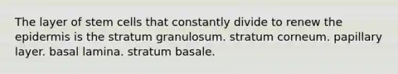 The layer of stem cells that constantly divide to renew the epidermis is the stratum granulosum. stratum corneum. papillary layer. basal lamina. stratum basale.