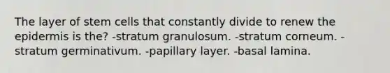 The layer of stem cells that constantly divide to renew <a href='https://www.questionai.com/knowledge/kBFgQMpq6s-the-epidermis' class='anchor-knowledge'>the epidermis</a> is the? -stratum granulosum. -stratum corneum. -stratum germinativum. -papillary layer. -basal lamina.