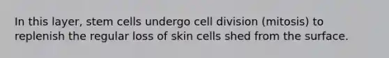 In this layer, stem cells undergo cell division (mitosis) to replenish the regular loss of skin cells shed from the surface.